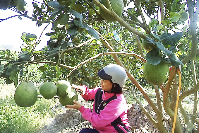 Nhiều hộ thoát nghèo nhờ chính sách cho vay hỗ trợ lãi suất.