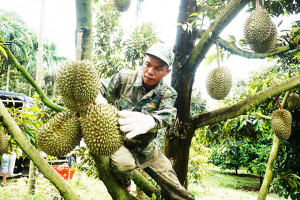 &quot;Thủ phủ&quot; cây ăn quả của tỉnh Khánh Hòa