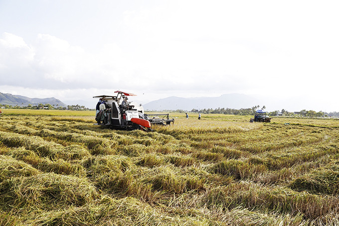 Nông dân huyện Diên Khánh thu hoạch lúa. Ảnh: C.Đ
