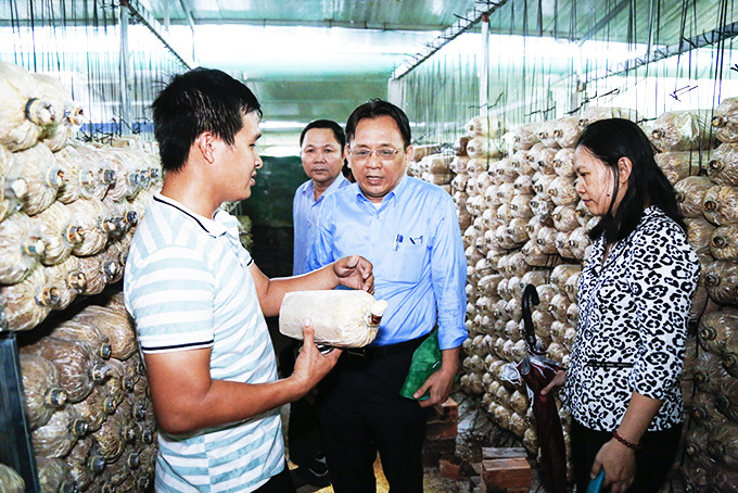 Lãnh đạo tỉnh khảo sát mô hình trồng nấm sạch của nông dân xã Ninh Hưng.