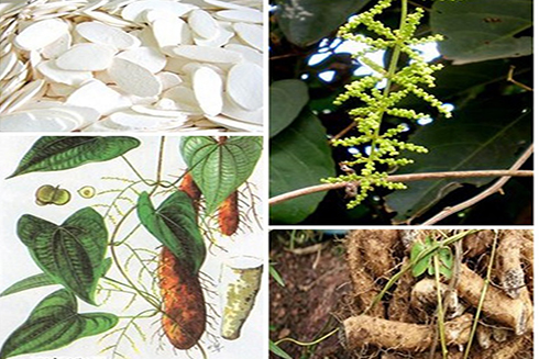 Cây củ mài có công dụng gì?