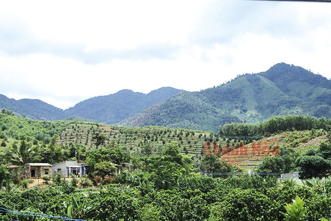 Những diện tích đất trên đồi cao cũng được người dân trồng cây ăn quả.