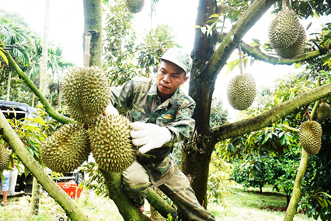 Harvesting durians in Khanh Son District