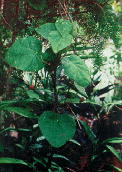 Dây sâm thanh nhiệt tốt trong mùa nóng