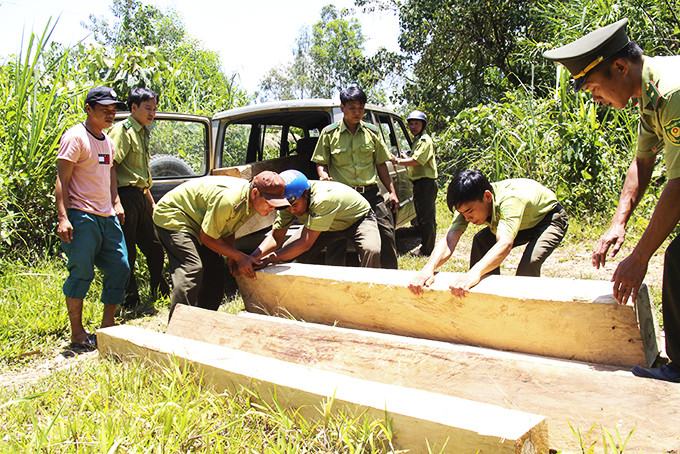 Lực lượng kiểm lâm phối hợp với chủ rừng bắt giữ gỗ cất giấu trái phép dọc đường đèo Khánh Lê - Lâm Đồng.