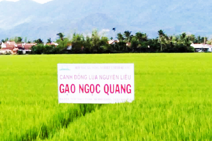 Sản xuất lúa chất lượng cao tại xã Ninh Quang. 