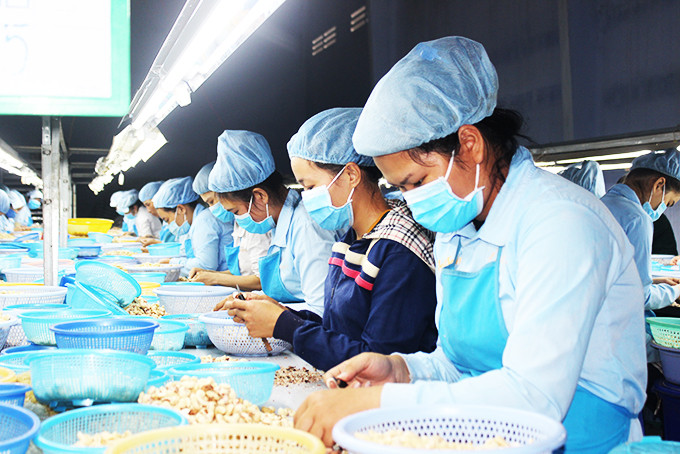 Nữ công nhân Công ty TNHH Chế biến hạt điều Sao Việt.