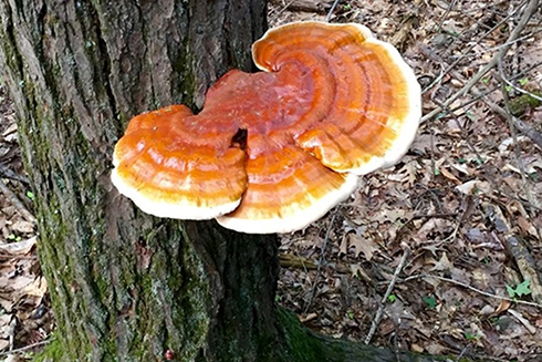 7 lợi ích sức khỏe từ việc sử dụng nấm linh chi mà bạn chưa biết