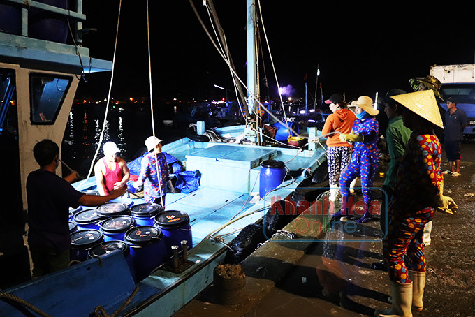 Những mẻ cá tươi được kéo lên ở biển Nha Trang.