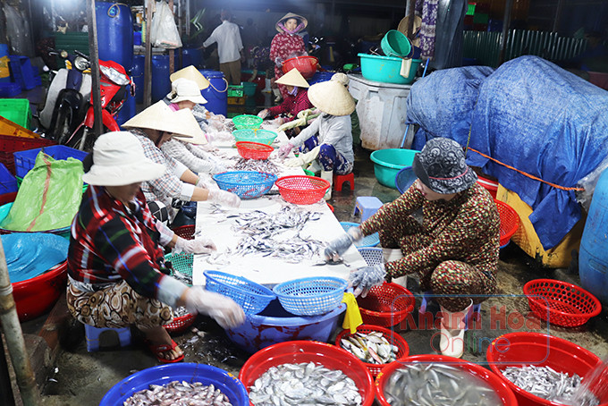 Những mẻ cá nục đánh bắt trên biển xuyên đêm được bày bán  ở Bến cá dân sinh Vĩnh Trường từ rạng sáng.