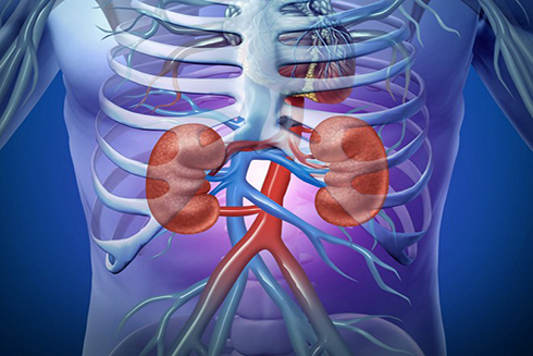 5 điều cần phải làm để bảo vệ thận của bạn