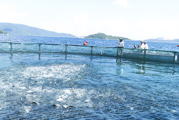 Nuôi trồng thủy sản trên vịnh Vân Phong. Ảnh: BKH