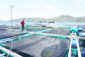 Agribank Chi nhánh huyện Vạn Ninh: Chia sẻ khó khăn với người nuôi trồng thủy sản