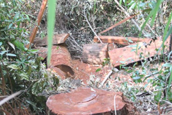 Khẩn trương xử lý vụ khai thác rừng trái phép ở Ninh Sơn