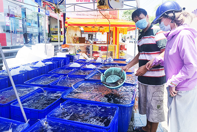 zzChương trình “Giải cứu cá mú” của siêu thị Co.opmart Nha Trang mỗi ngày bán được khoảng 150kg.