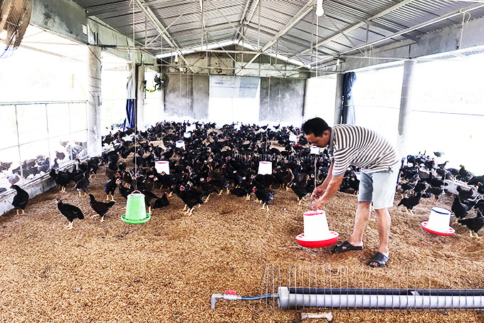 Ông Nguyễn Ngọc Trung chăm sóc đàn gà của gia đình.