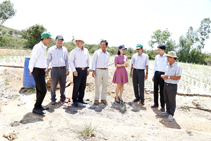 Doanh nghiệp tìm kiếm cơ hội hợp tác, liên kết với người trồng tỏi  ở xã Vạn Hưng, huyện Vạn Ninh.