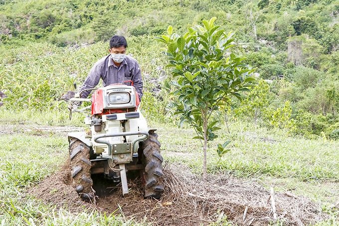 Nông dân xã Xuân Sơn, huyện Vạn Ninh chuyển sang trồng mít trên đất đồi rẫy tạp.