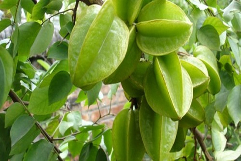 Những lợi ích tuyệt vời cho sức khỏe từ quả khế