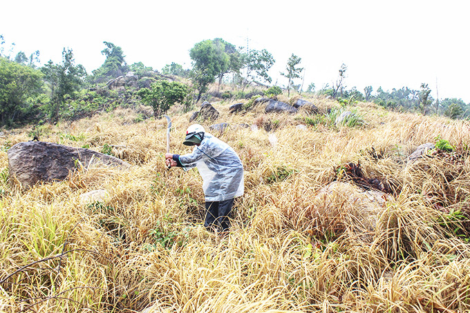 Khu đất của gia đình ông Nguyễn Phong Thành đã bị cấp sổ cho người khác.