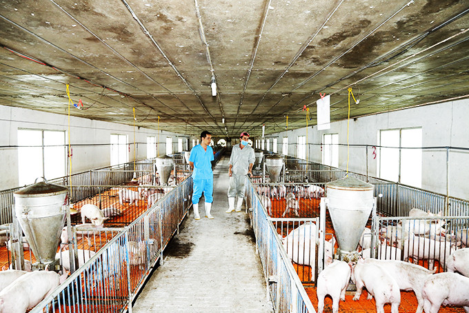 Một trang trại chăn nuôi heo khép kín ở xã Ninh Tân, thị xã Ninh Hòa.