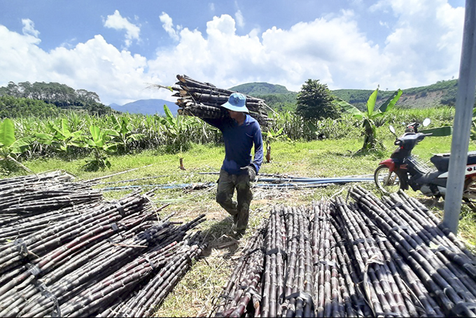 Mía tím rớt giá, khó tiêu thụ