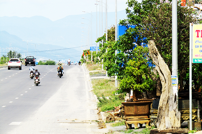 Biển báo bị cây cảnh che khuất