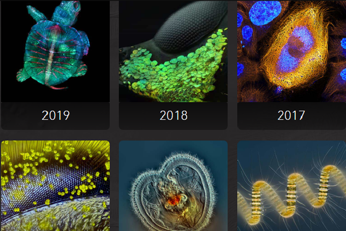 Cuộc thi Ảnh Quốc tế Nikon Small World Competition 2020