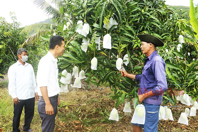 zzThành viên Ban Chủ nhiệm Câu lạc bộ Liên thế hệ tự giúp nhau xã Diên Toàn thăm mô hình trồng xoài của ông Công.