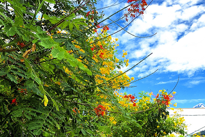 Những ngôi nhà hoa điệp