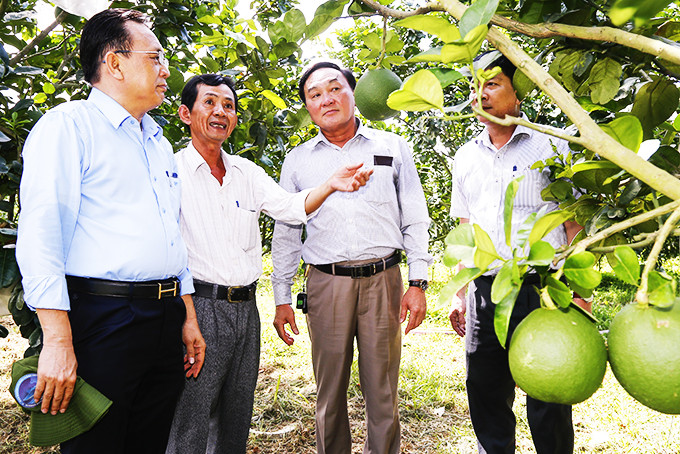 Hội đồng OCOP tỉnh kiểm tra  thực địa  sản phẩm  bưởi da xanh tại  Khánh Vĩnh.