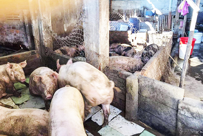 Nuôi heo trong khu dân cư gây ô nhiễm