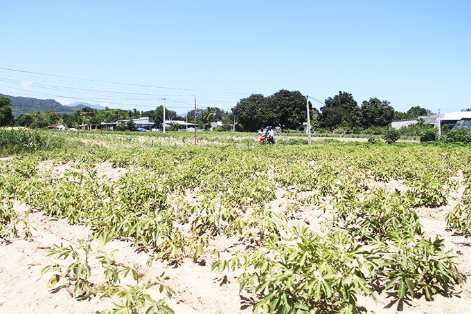 Cam Lâm: Mì non nhiễm bệnh khảm lá
