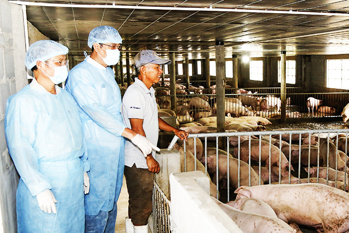 Đoàn kiểm tra của Bộ Nông nghiệp và Phát triển nông thôn kiểm tra việc tái đàn heo tại một cơ sở chăn nuôi tại huyện Cam Lâm.