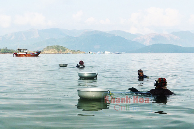 Nhóm phụ nữ thôn Tân Thành đang lặn mò bắt sò lông tại bãi Hòn Thị.