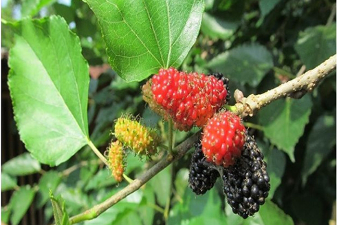 Vỏ rễ cây dâu trị ho suyễn do phế nhiệt, viêm thận