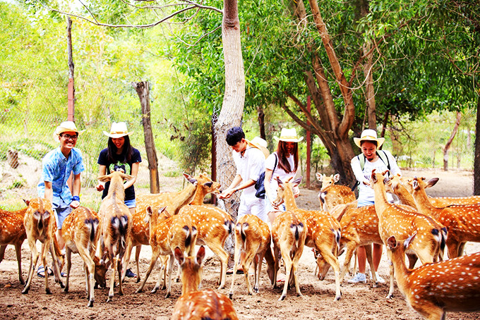 Du khách vui đùa cùng đàn hươu sao ở Khu du lịch Đảo Hoa Lan.