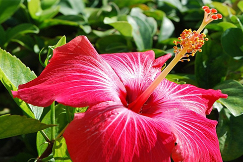 7 loài hoa làm đẹp da