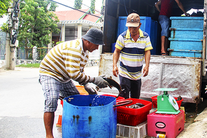 Thương lái thu mua cá mú ở phường Cam Thuận, TP. Cam Ranh.  