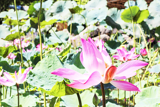 Cuối mùa sen vẫn còn hoa