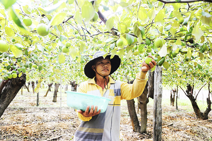 Vườn táo của gia đình ông Hồ Tấn Cường cho thu nhập ổn định. Ảnh: M.P