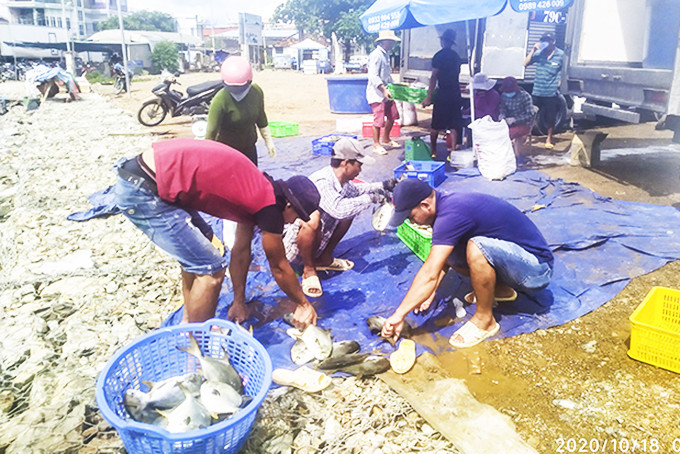Người nuôi cá chim, cá bớp tại Vạn Ninh bán tháo do lo ngại mưa bão.