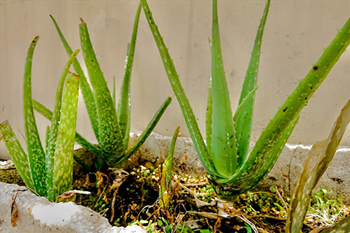 Những điều lưu ý khi sử dụng cây nha đam