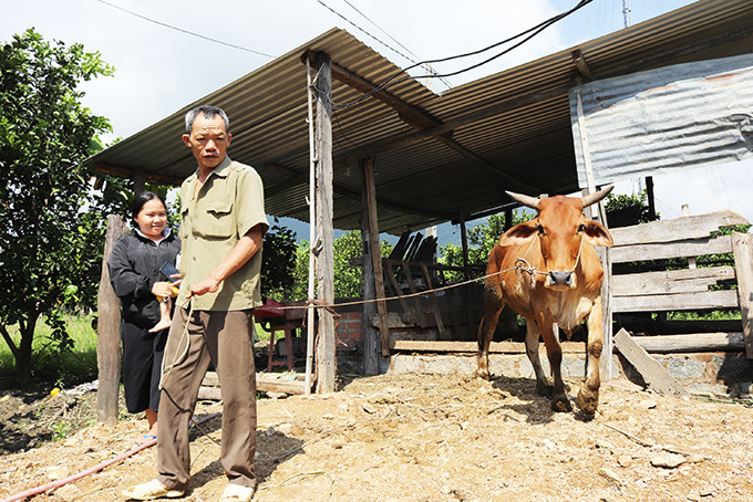 Bò của gia đình ông Hứa Văn Coóng (thôn Hòn Dù, xã Khánh Nam)  đã được tiêm phòng bệnh lở mồm long móng.