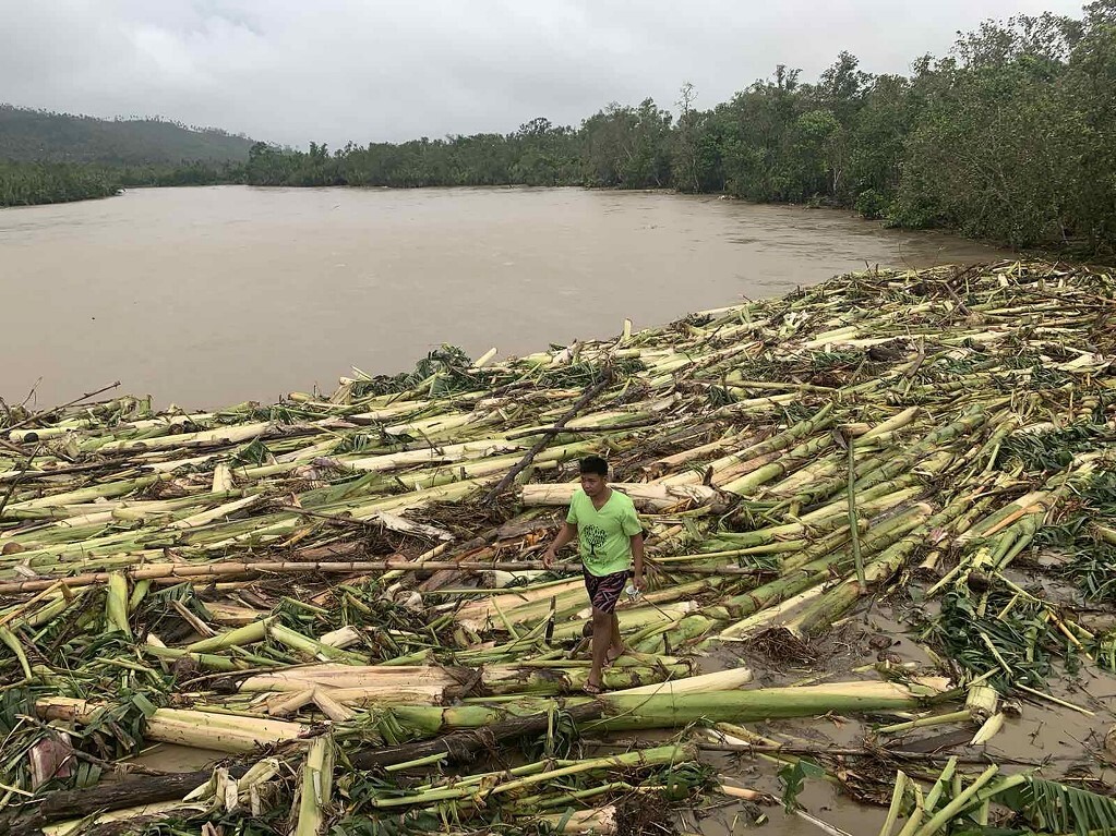 Một người dân thị trấn Pola, tỉnh Mindoro, bước đi trên những cây chuối bật gốc dạt vào bờ sông sau bão Molave hôm 26/10.