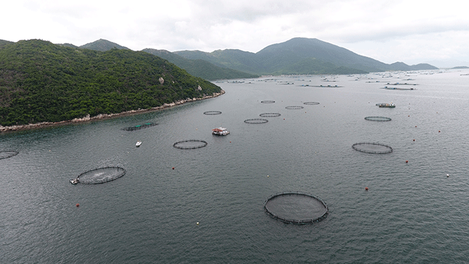 Một góc Trang trại thực nghiệm của Trung tâm nuôi biển công nghệ cao trên vịnh Vân Phong