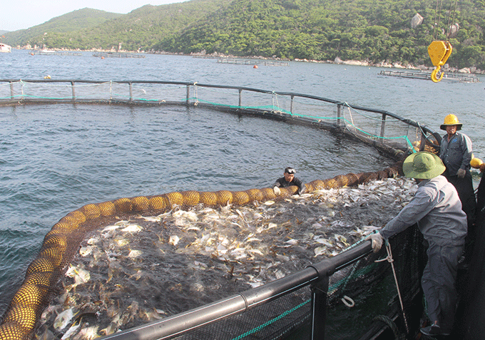 Đối tượng nuôi của trang trại này là cá chim vây vàng, 50% phục vụ xuất khẩu, 50% tiêu thụ nội địa