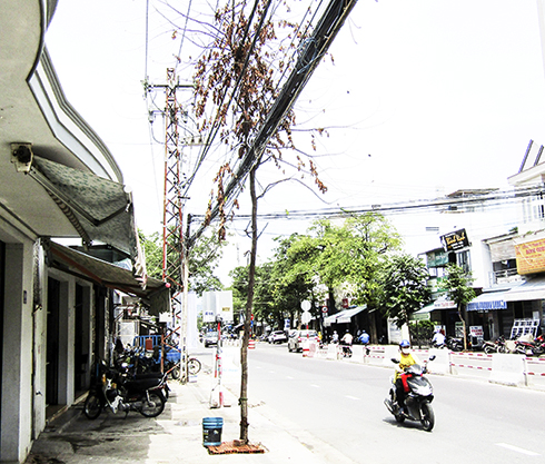 Cây xanh bị &quot;bức tử&quot;