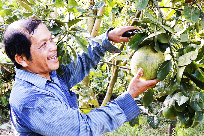 Nông dân huyện Khánh Vĩnh thu hoạch bưởi da xanh.