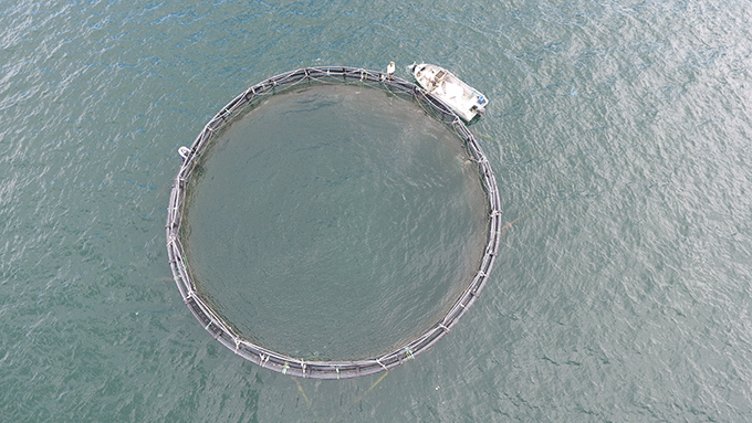 The farm has 20 HDPE aquaculture round cages with a circumference of 60m, volume of 2,400m3 each, used for commercial fish aquaculture 